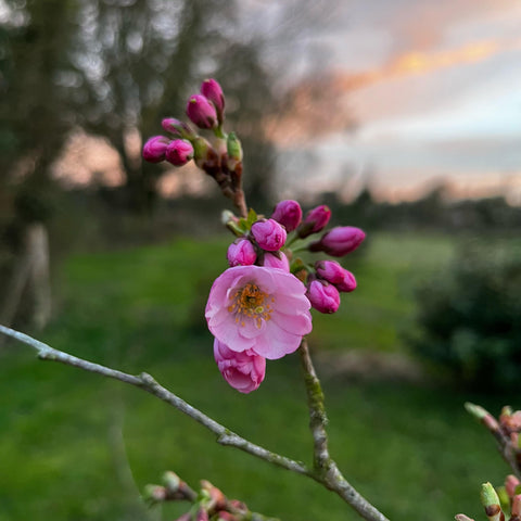 Cerisier du Japon 'Accolade'