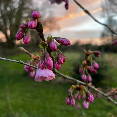 Cerisier du Japon 'Accolade'