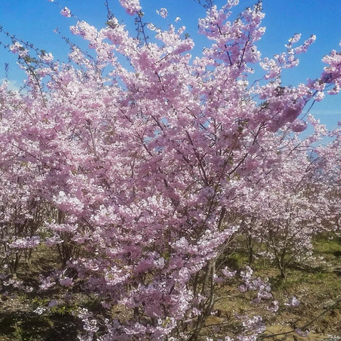 Cerisier du Japon 'Accolade'