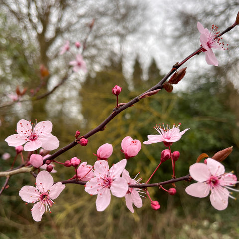 Prunier à fleurs