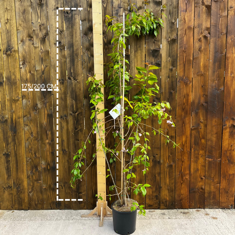 Prunus Kiku-Shidare-Zakura