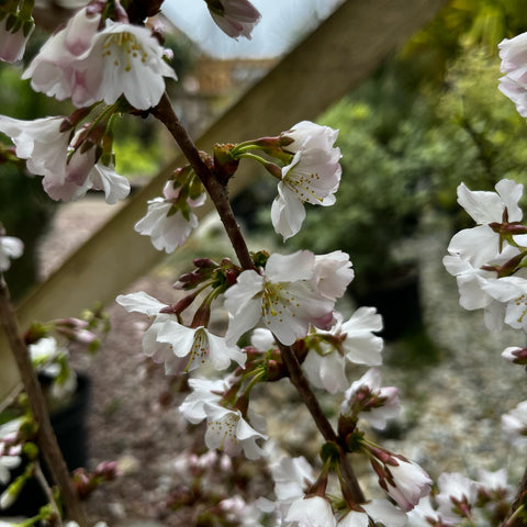 Cerisier du Japon 'Brillant'