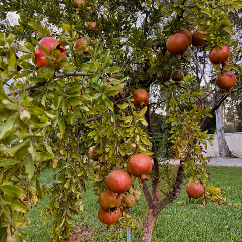 Grenadier à fruits 'Acco' - Punica granatum - TIGE