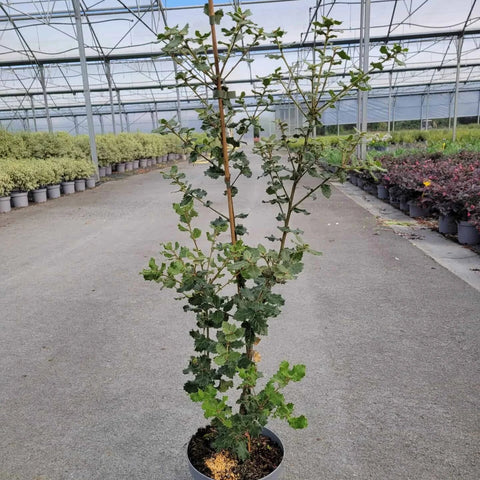Chêne vert - quercus ilex