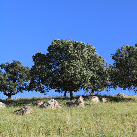 Chêne vert - quercus ilex