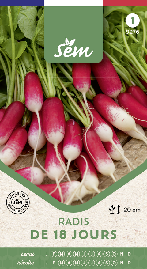Radis 18 jours - Graines