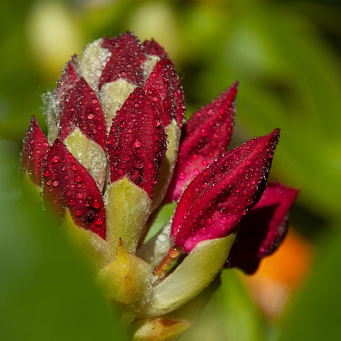 Rhododendron 'red jack'
