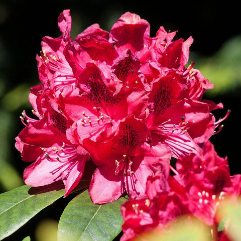 Rhododendron 'red jack'