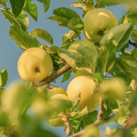 Pommier Reinette du Mans