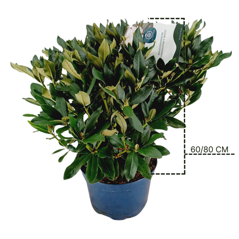 Rhododendron 'Cunningham's White'