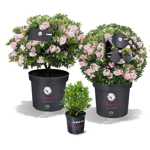 Rhododendron 'Bloombux'