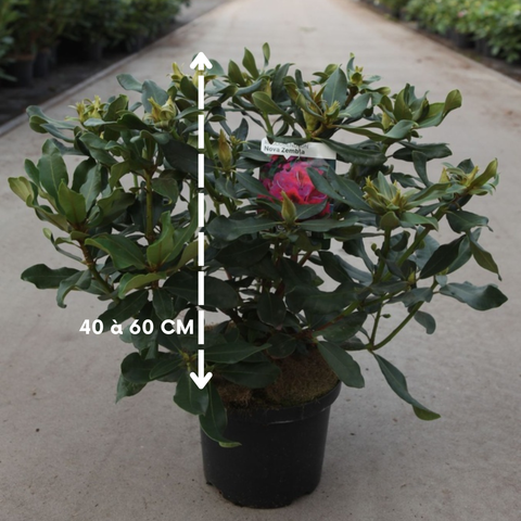 Rhododendron 'Nova Zembla' - Floraison rouge carmin