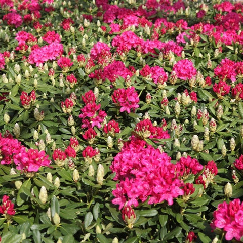 Rhododendron 'Nova Zembla' - Floraison rouge carmin