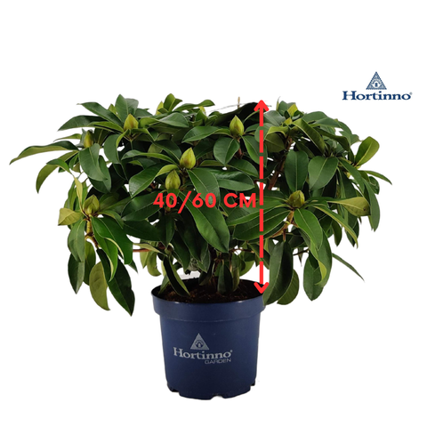 Rhododendron 'XXL'