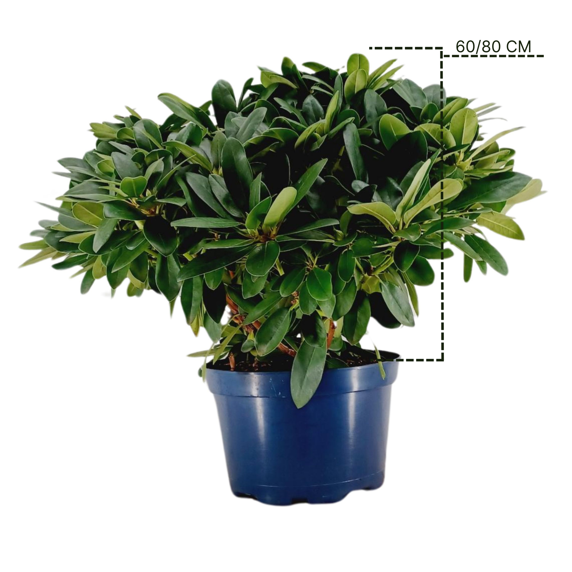 Rhododendron 'catawbiense Grandiflorum' – Pépinière Saint-Amour Création à  Livarot
