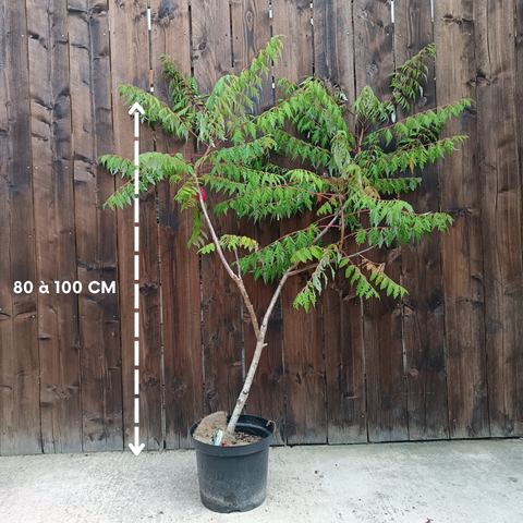 Rhus glabra 'Laciniata' / Sumac lacinié