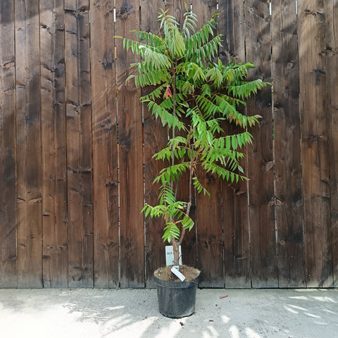 Rhus typhina 'Dissecta' / Sumac de Virginie découpé