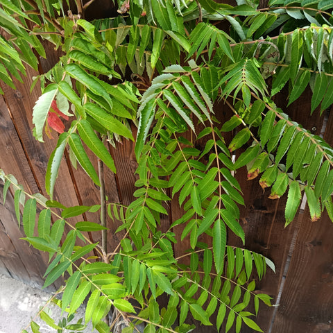 Rhus typhina 'Dissecta' / Sumac de Virginie découpé