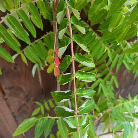Rhus typhina 'Dissecta' / Sumac de Virginie découpé