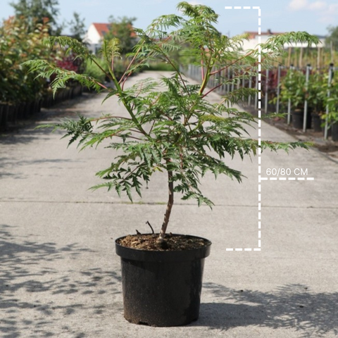 Sumac à feuilles découpées