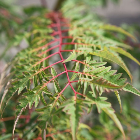Sumac à feuilles découpées