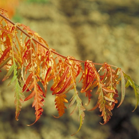 Sumac à feuilles découpées
