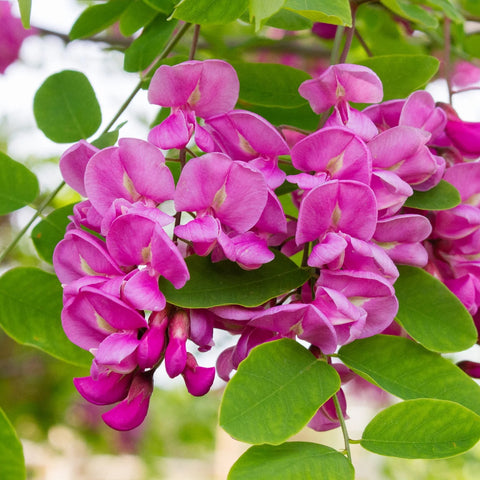 Robinia 'Casque rouge'
