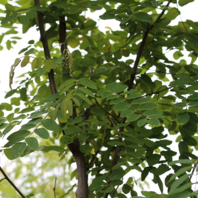 Robinia 'Casque rouge'