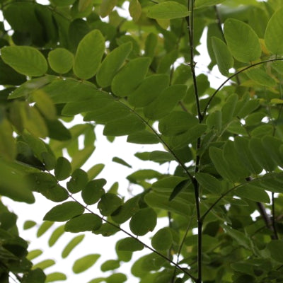 Robinia 'Casque rouge'