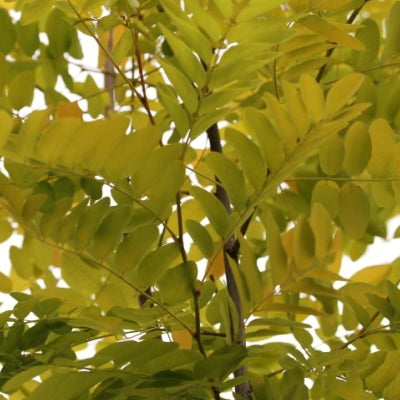 Robinia 'Frisia'