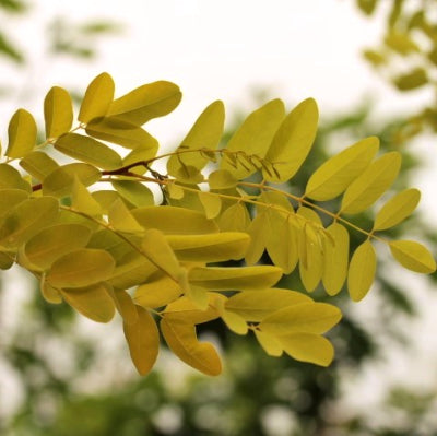 Robinia 'Frisia'