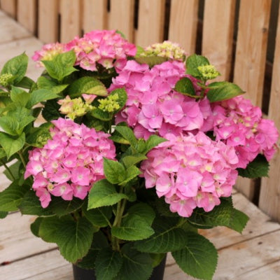 Hortensia