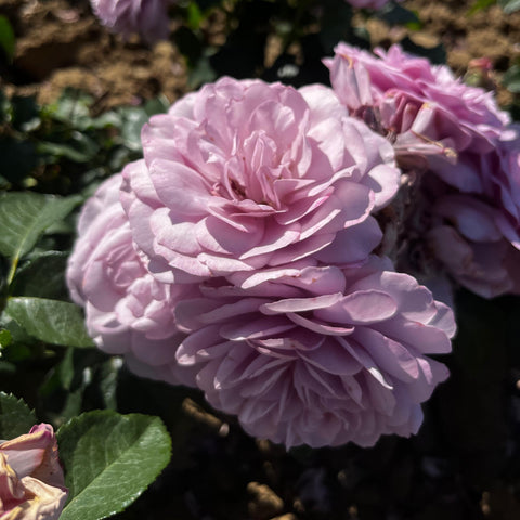 Rosier à fleurs groupées 'Lady perfume'