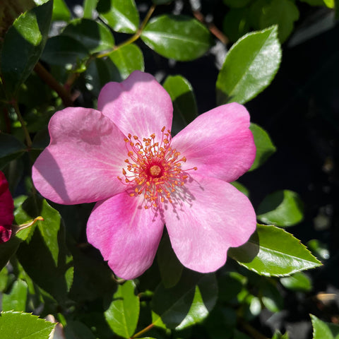 Rosier à fleurs groupées 'Astronomia'