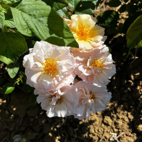 Rosier à fleurs groupées 'Martin des Senteurs'