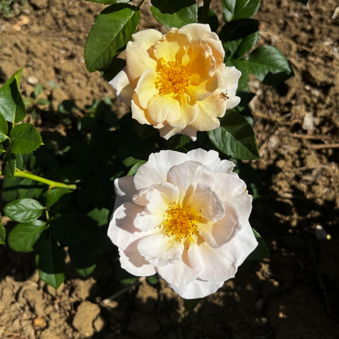 Rosier à fleurs groupées 'Martin des Senteurs'