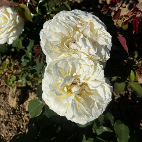 Rosier à grandes fleurs 'Mission Patrimoine'