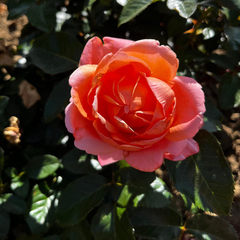 Rosier à grandes fleurs 'Parfum de Loire'