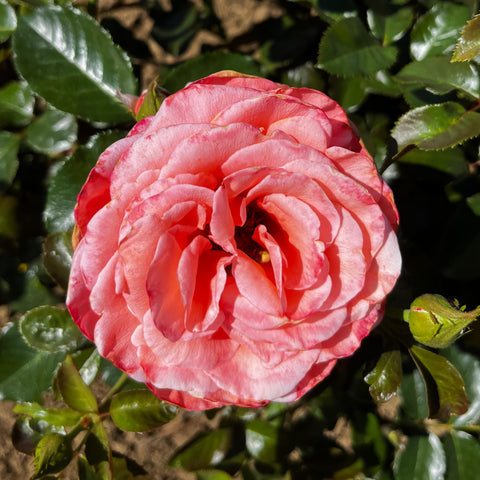 Rosier à grandes fleurs 'Parfum de Loire'