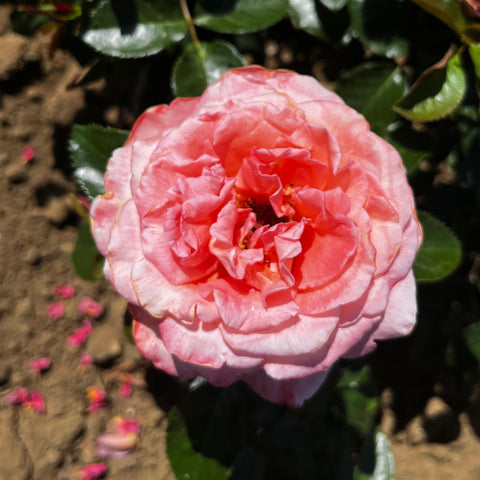 Rosier à grandes fleurs 'Parfum de Loire' - Sur tige
