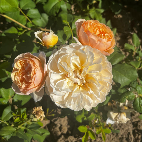 Rosier David Austin 'Roald Dahl'