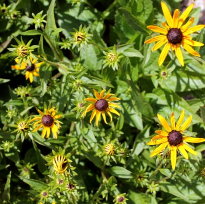 Rudbeckia