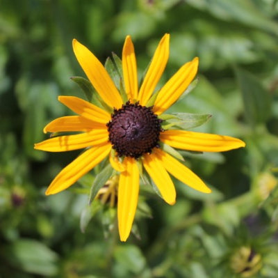 Rudbeckia