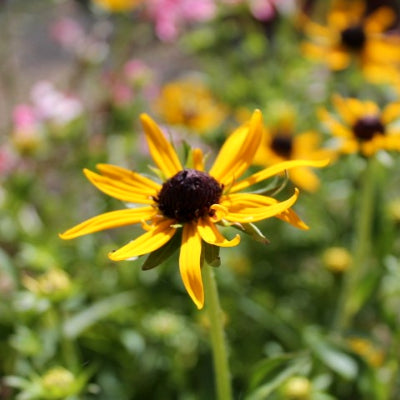 Rudbeckia