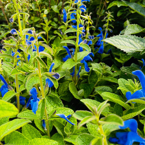 Sauge 'Panama blue'