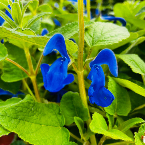 Sauge 'Panama blue'