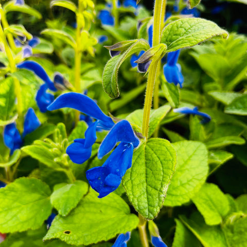 Sauge 'Panama blue'
