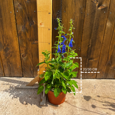 Sauge 'Panama blue'