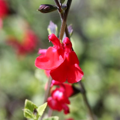 Sauge 'Grahamii'