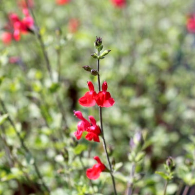 Sauge 'Grahamii'